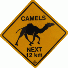 Camel Road Sign, Medium, 25x25cm