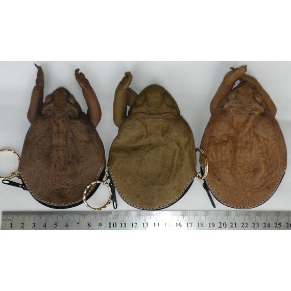 Real cane toad coin purse